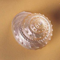 微信头像贝壳