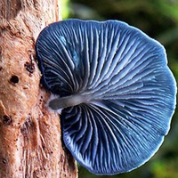 唯美清新蘑菇头像图片