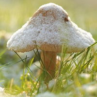 唯美清新蘑菇头像图片