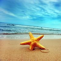 海星头像图片大全 高清唯美好看的沙滩海星微信头像
