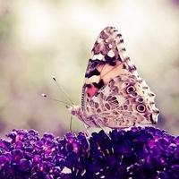 蝴蝶头像图片唯美