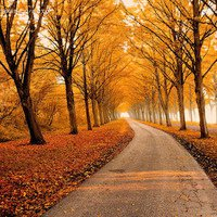 微信头像秋天风景图片 唯美好看的秋天风景微信头像精选