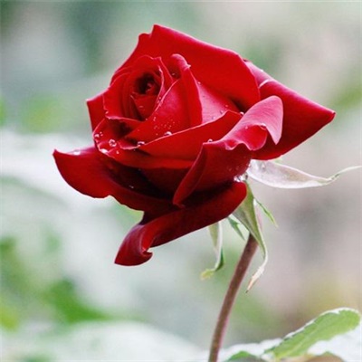 玫瑰花图片微信头像唯美 玫瑰花图片大全真实浪漫