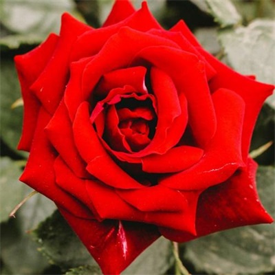 玫瑰花图片微信头像唯美