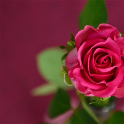 玫瑰花图片微信头像唯美