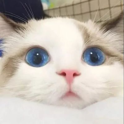 软萌可爱小猫咪吸引人眼球的头像