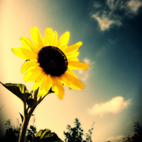 阳光下向日葵微信头像,唯美好看的向日葵微信头像图片
