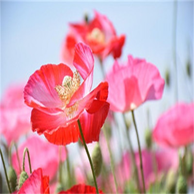 罂粟花壁纸高清唯美图片 最漂亮的罂粟花图片大全