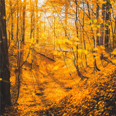 微信头像最新风景图片大全 唯美好看的秋天风景头像图片