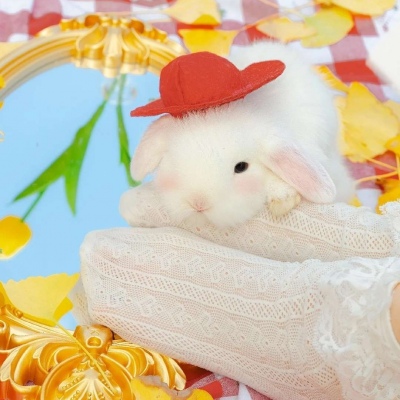 真实小白兔头像 高清唯美的真实小白兔微信头像图片