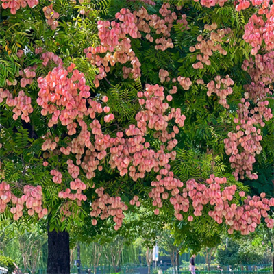 浪漫好看的栾树花背景图头像图片