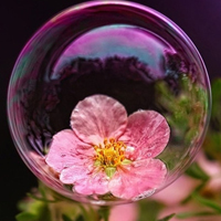 泡泡花头像图片大全,泡泡里面的唯美花花世界头像图片