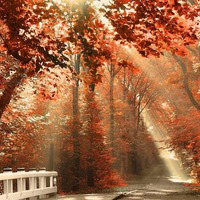 秋天风景头像图片