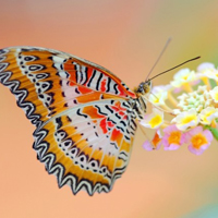 蝴蝶微信头像图片大全,唯美的蝴蝶图片唯美意境头像