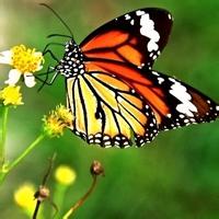 蝴蝶和花的头像图片