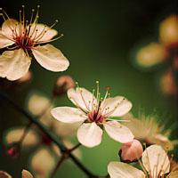 图片头像清新唯美花草风景图片大全