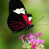 蝴蝶和花的头像图片