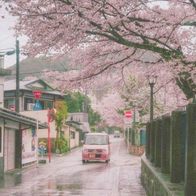 唯美粉色系樱花风景头像