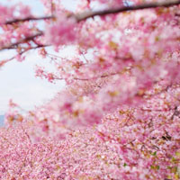 樱花图片唯美头像