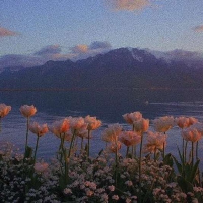 微信头像风景鲜花,高清唯美的漂亮风景鲜花图片头像