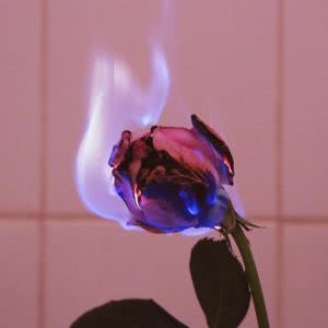 燃烧的玫瑰花意境头像图片 寓意伤害