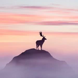 迷幻梦境的鹿头像图片