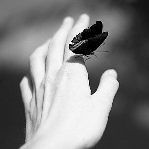 停在手上蝴蝶黑白头像图片