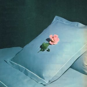 枕头上的一朵玫瑰花图片头像