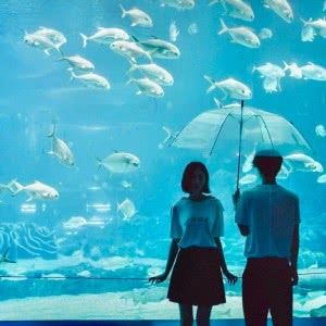 水族馆约会情侣头像图片
