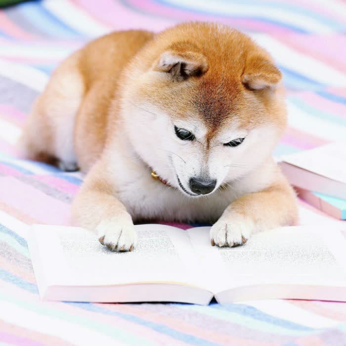 狗狗安静看书学习头像图片