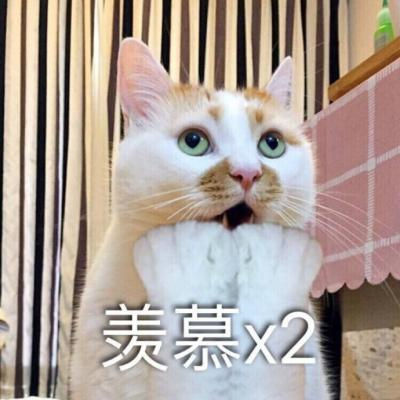 超萌高清动物可爱小猫咪头像