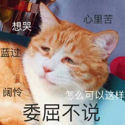 超萌高清动物可爱小猫咪头像