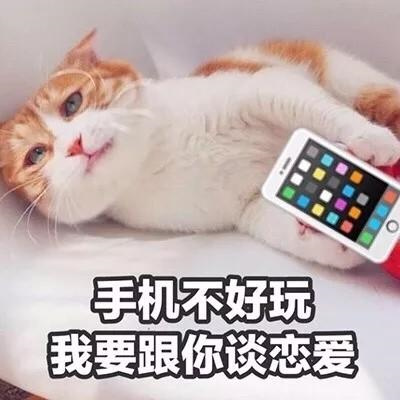 超萌高清动物可爱小猫咪头像