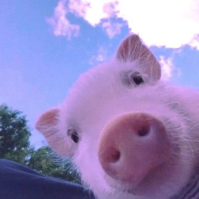 可爱猪自拍头像图片