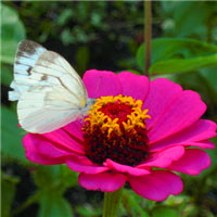 蝴蝶头像图片,好看的蝴蝶在花中飞舞真的好美