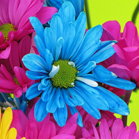 蓝色花朵头像,蓝色菊花图片微信专用的