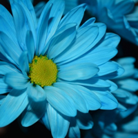 蓝色花朵头像,蓝色菊花图片微信专用的