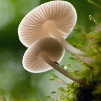 小清新蘑菇头像,唯美蘑菇图片,一把把小伞儿