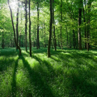 绿色清新微信头像风景图片,树木大山绿绿的草