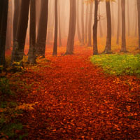 红叶满地树林景色,秋天来了叶儿落了变红了