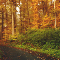 秋天树林景色图片,秋天过了冬天来了