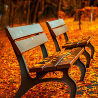 秋天树林景色图片,秋天过了冬天来了