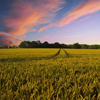 春天的稻田的图片头像大全,广阔的稻田图片