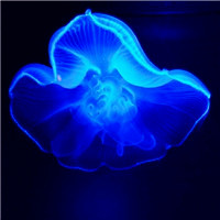 唯美的海底世界的动物水母头像图片，最美丽的也是最神秘的