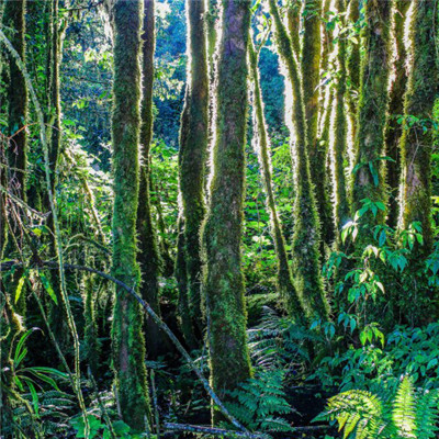 2019微信吉利好运头像 漂亮的热带雨林风光图片