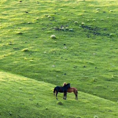 会带来好运的微信头像，绿色的草原牧场风景图片