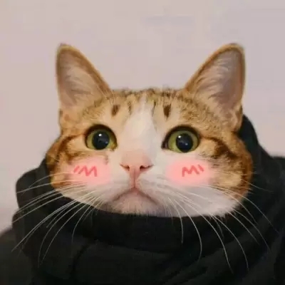 卡哇伊宠物小猫咪很可爱的头像